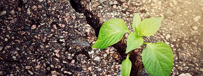 planta_växer i asfalten.jpg