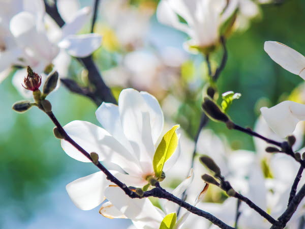 Vita magnoliablommor på en gren