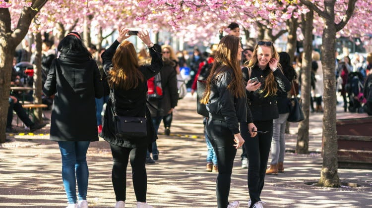 Människor som går under körsbärsträden i Kungsträdgården i Stockholm